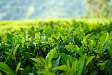 Fresh Tender Green Tea Leaves in the Plantation at Sherpagaon Kalimpong