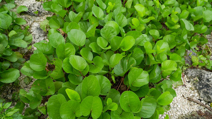 Tropical green leaves growing on coastal ground