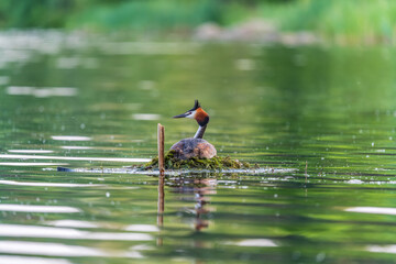 Great Crested Grebe, Podiceps cristatus, water bird sitting on the nest, nesting time on the green lake
