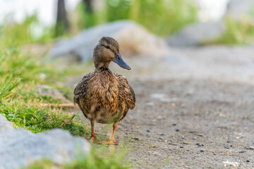 A duck female stands on its paws on the green shore of a pond.
