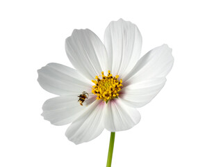 Fototapeta premium nflower isolated on transparent background 
