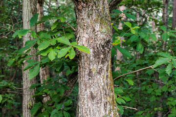 Obraz premium Quercus crispula bark in the forest. 