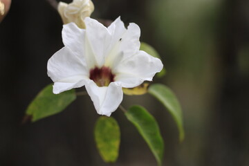 FLOR BLANCA