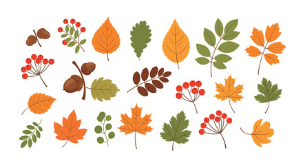 Obraz premium Autumn leaves and berries collection isolated on white background.