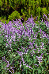 Obraz premium Salvia leucantha flowers in the garden blooming in autumn.