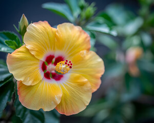 Fototapeta premium Vibrant yellow hibiscus flower blooms with delicate petals and deep red center, evoking tropical paradise and natural beauty.