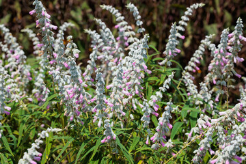 Beautiful pink flowers of Salvia leucanthamoeba blooming in the autumn garden.