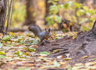 Squirrel in autumn hides nuts on the green grass with fallen yellow leaves