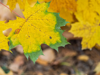 Maple branches with yellow leaves in autumn, in the light of sunset.