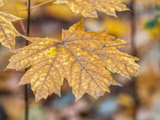 Maple branches with yellow leaves in autumn, in the light of sunset.