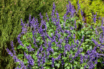 Obraz premium Beautiful Salvia Mystic Spires Blue flowers blooming in the autumn garden.
