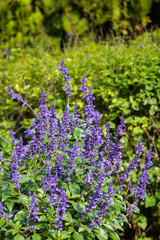 Obraz premium Beautiful Salvia Mystic Spires Blue flowers blooming in the autumn garden.