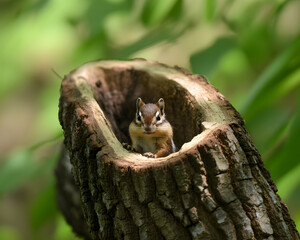 Curious chipmunk peeks out from cozy tree hollow, a delightful moment of wildlife discovery in nature's embrace