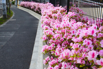 Pink azaleas bloom beautifully along a fence in Tokyo. Japan