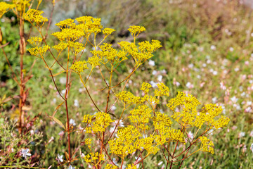 Obraz premium Beautiful scabious patrinia flowers blooming in the autumn garden.