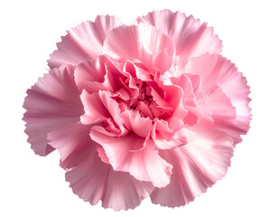  Close-Up of Single Pink Carnation Flower from Front, Isolated on Transparent Background