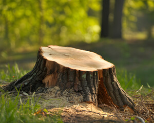 Freshly cut tree stump bathed in warm sunlight, showcasing natural wood grain and rustic texture in a serene forest setting