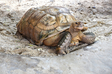 Obraz premium large african spurred or sulcata tortoise on sand beach looking at camera