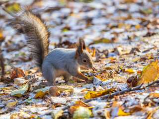 Autumn squirrel sits on green grass with yellow fallen leaves covered with first snow. Eurasian red squirrel, Sciurus vulgaris