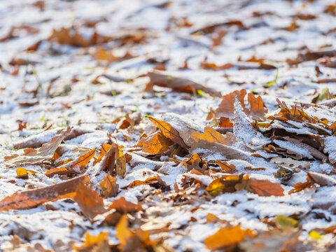 First snow on the green grass and fallen leaves in autumn. Yellow and green fallen leaves on the grass with snow.