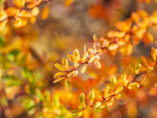 Branches of a barberry Bush with ripe red barberry berries