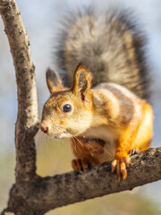 Squirrel sits on a branch in Autumn park