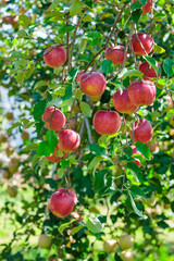 View of Shinano Sweet orchard, a delicious apple in autumn.