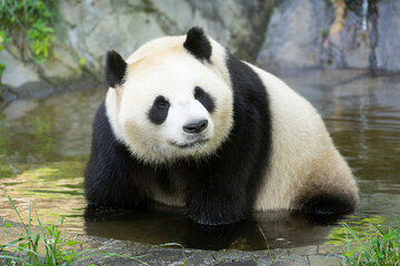 giant panda enjoy cold water bath