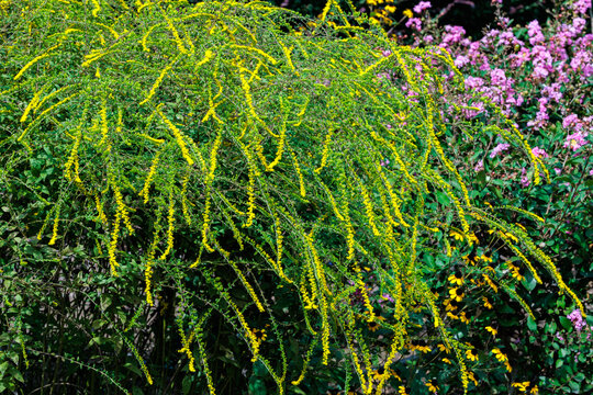 Yellow Solidago rugosa Fireworks flowers blooming in an autumn garden.