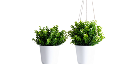  Green plant in a pot bundle showcasing decorative home decor styles isolated on transparent background