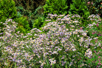 Beautiful tatarian aster flowers blooming in the autumn garden.