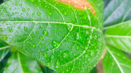 green leaf with water drops