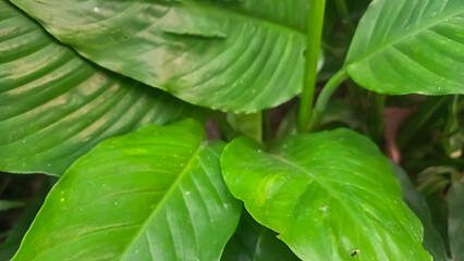 close up of green leaves