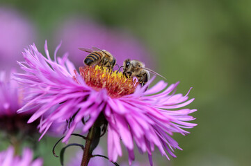 Westliche Honigbiene - European honey © Studio M. Brix