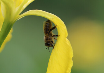 Westliche Honigbiene - European honey