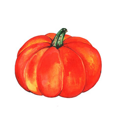 Pumpkin Isolated on white background. Hand drawn pumpkin Watercolor. Vegetables, harvest, colored botanical illustration.