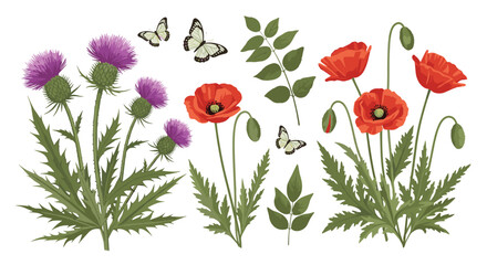 Vibrant Scottish Thistle and Red Poppies with Butterflies Illustration.