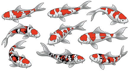 Vibrant Koi Fish Collection with Distinctive Red and Black Markings.