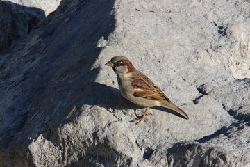 sparrow on a stone
