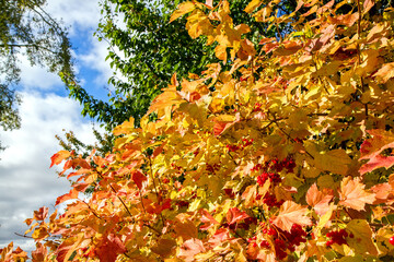 Viburnum bush on a sunny October day. Viburnum leaves, branches and berries