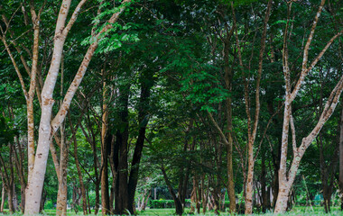 Green Forest Trees in Natural Park sunny atmosphere in autumn or late summer in forest landscape 