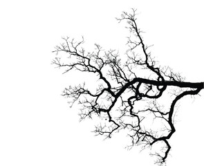 Silhouette of bare branche of tree isolated on white. Black and white vector illustration
