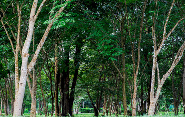 Green Forest Trees in Natural Park sunny atmosphere in autumn or late summer in forest landscape 