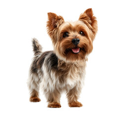 Adorable yorkshire terrier dog standing and looking forward, isolated on transparent background
