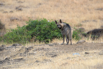 Striped Hyena walking through dry grasslands of Bhigwan, Maharashtra, India