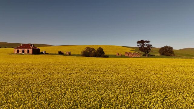 Burra, South Australia &ndash; 4K Aerial Drone Footage of the Famous Midnight Oil House Surrounded by Golden Canola Fields along Barrier Highway under Clear Blue Skies