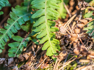 Common polypody fern Polypodium vulgare grows among thick moss.