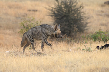 Striped Hyena walking through dry grasslands of Bhigwan, Maharashtra, India