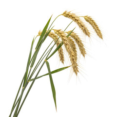 Fototapeta premium Golden Wheat Ears Isolated on transparent Background