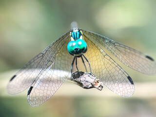 Close up of dragonfly, dragonfly perched on a tree branch